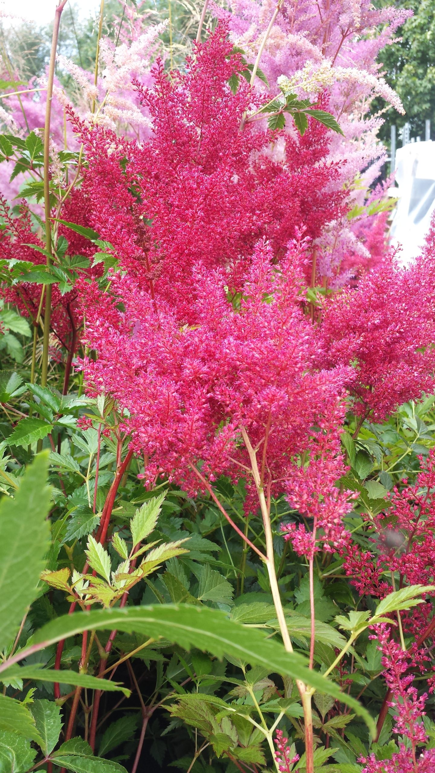 Astilbe ‘Montgomery’ | Kilmurry Nursery