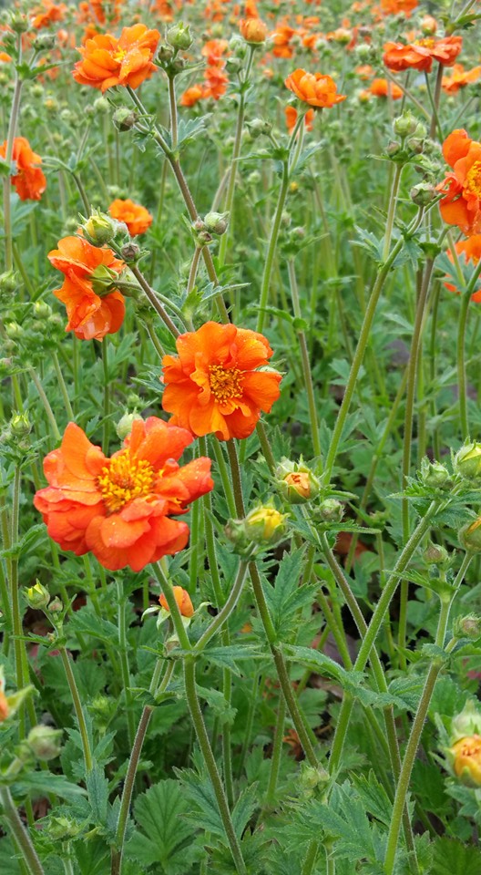 Geum Prinses Juliana Kilmurry Nursery 