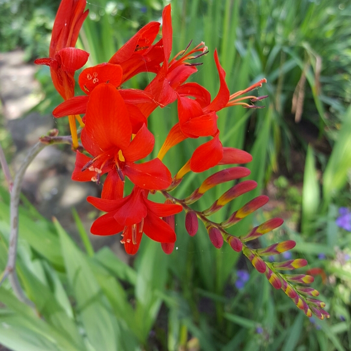 crocosmia lucifer | Kilmurry Nursery