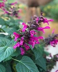 salvia rocking fuchsia | Kilmurry Nursery