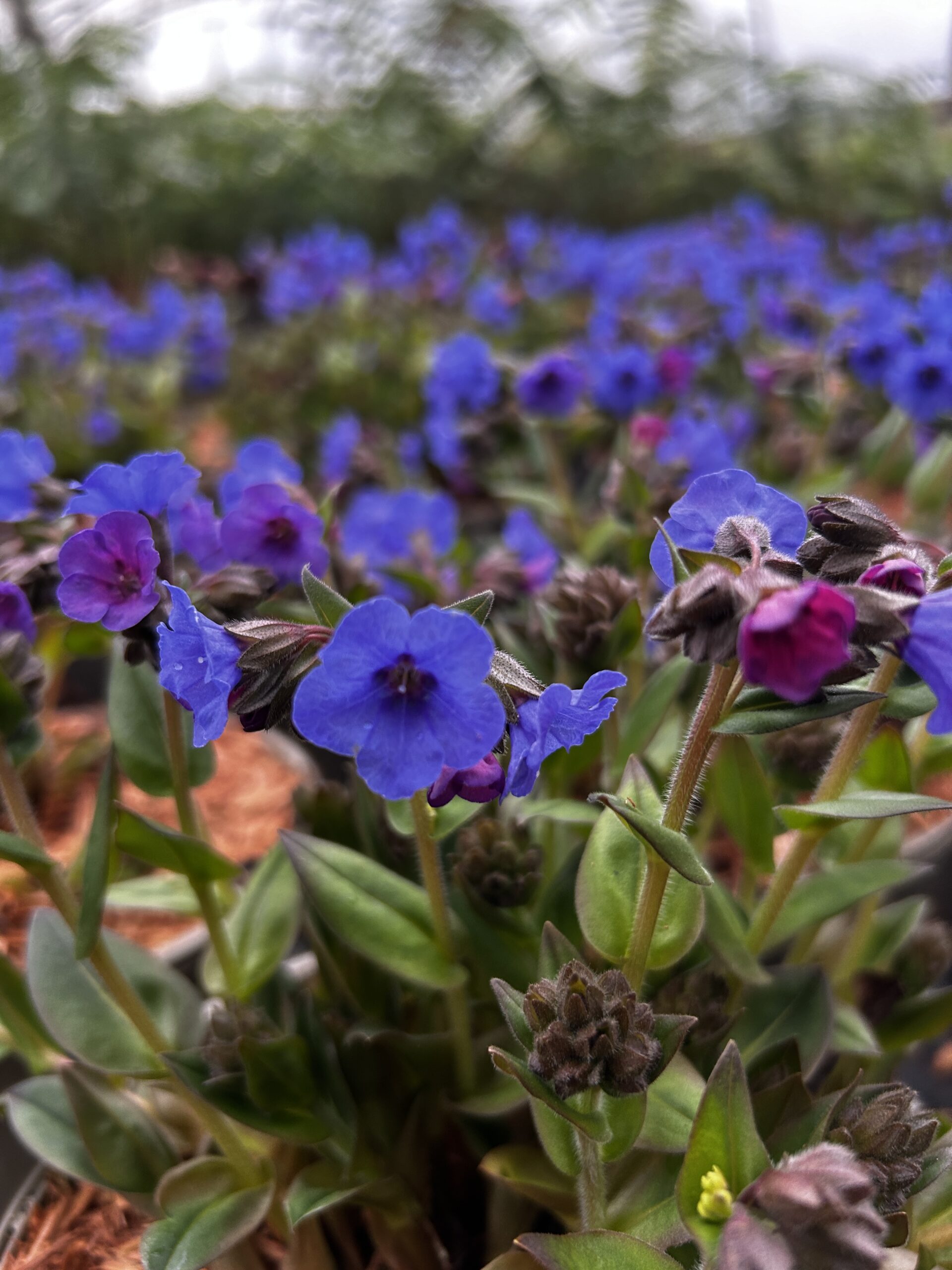 Pulmonaria deals blue ensign